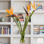 Birds Of Paradise - reddotgreendot