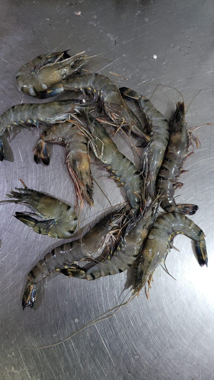 Prawns 40-50 count/kg Fresh Whole - reddotgreendot