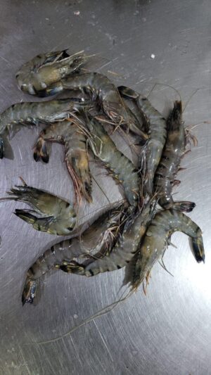 Prawns 30-35 count/kg Fresh Whole - reddotgreendot