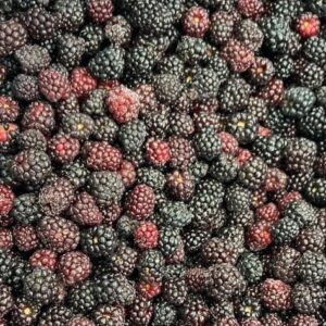 Frozen Berries - reddotgreendot