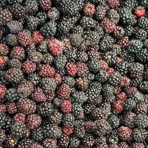 Frozen Berries - reddotgreendot