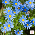 Blue Daisy - reddotgreendot