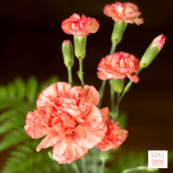 Carnations - reddotgreendot