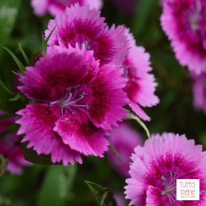 Carnations - reddotgreendot