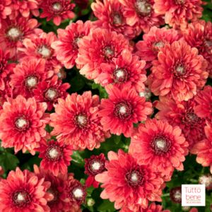 Chrysanthemum - reddotgreendot