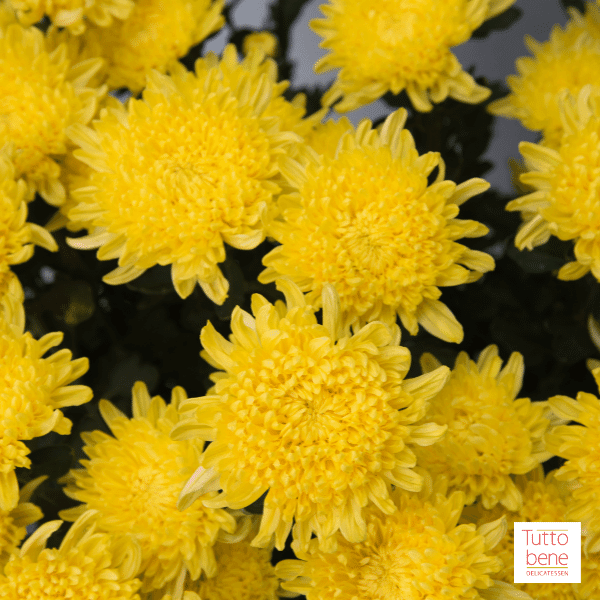 Chrysanthemum - reddotgreendot