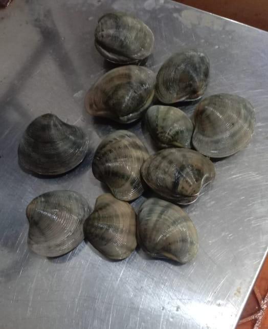 Clams Fresh Large - reddotgreendot