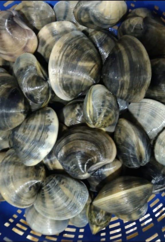 Clams Fresh Extra Large - reddotgreendot