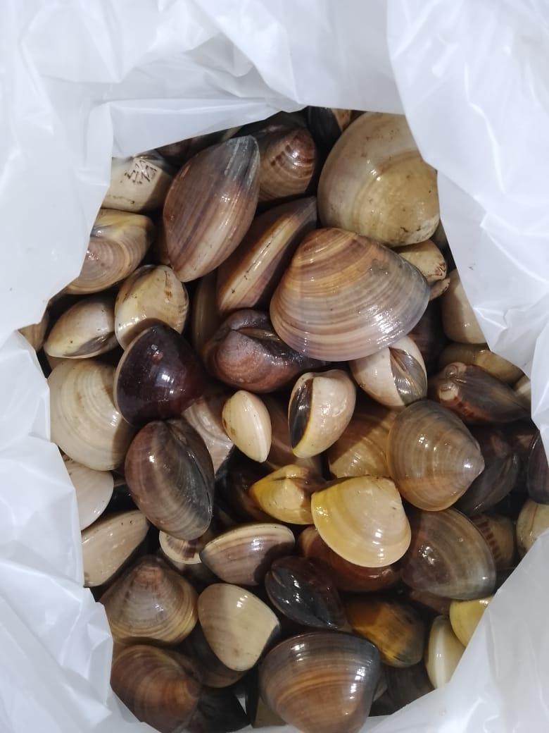 Clams Fresh Small - reddotgreendot