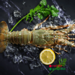 Lobsters Fresh Whole - reddotgreendot