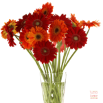 Gerberas - reddotgreendot