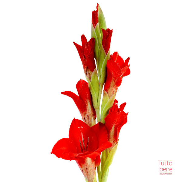 Gladiolus - reddotgreendot