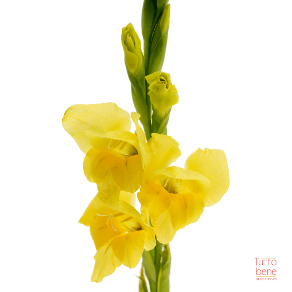 Gladiolus - reddotgreendot