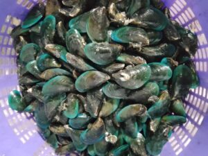 Green Mussels Fresh - reddotgreendot