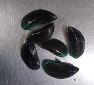 Green Mussels Fresh - reddotgreendot