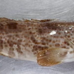 Grouper Fish Fresh - reddotgreendot