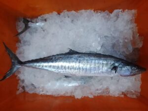 King Fish Big Surmai Fresh Whole - reddotgreendot