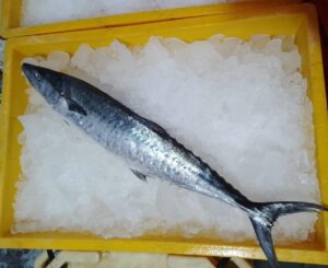 King Fish Big Surmai Fresh Whole - reddotgreendot