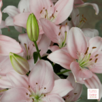 Asiatic Lily - reddotgreendot