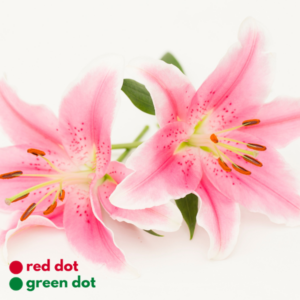 Asiatic Lily - reddotgreendot