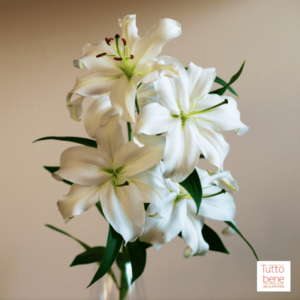 Easter Lily - reddotgreendot