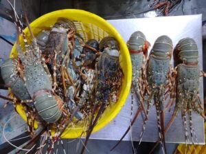 Lobsters Fresh Whole - reddotgreendot