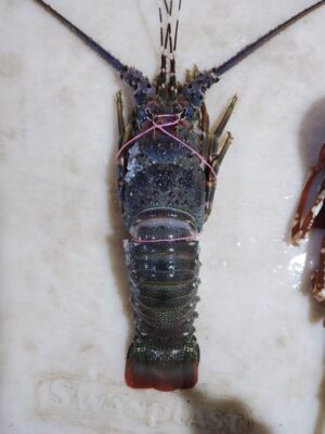 Lobsters Fresh Whole - reddotgreendot