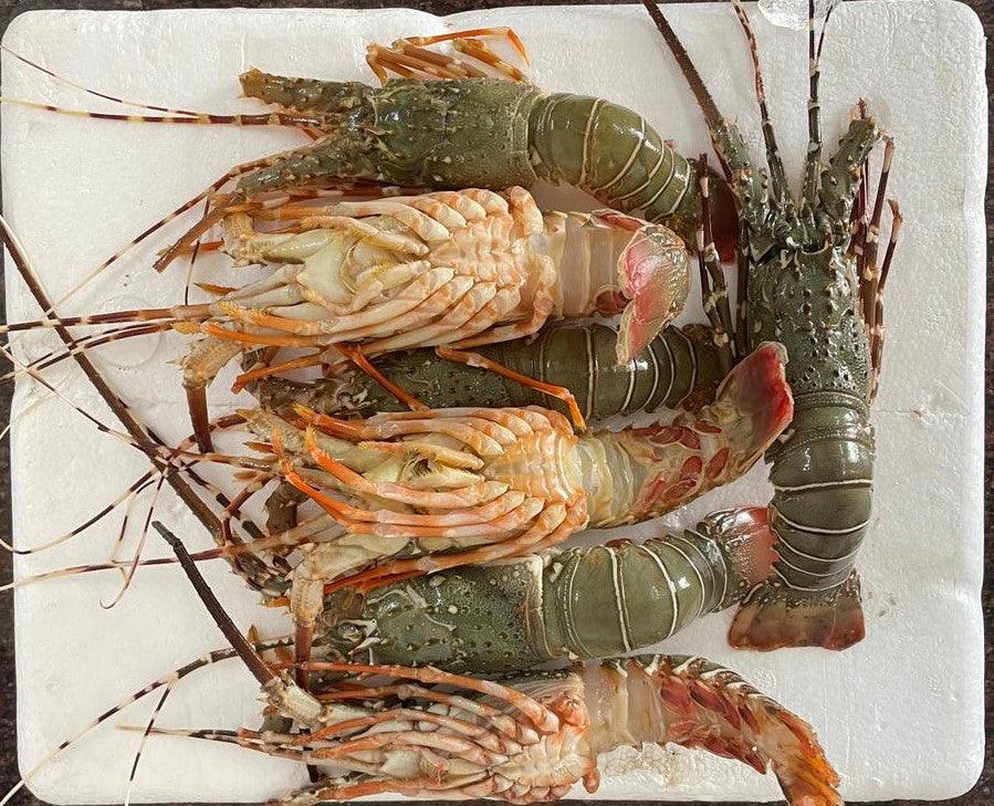 Lobsters Fresh Whole - reddotgreendot