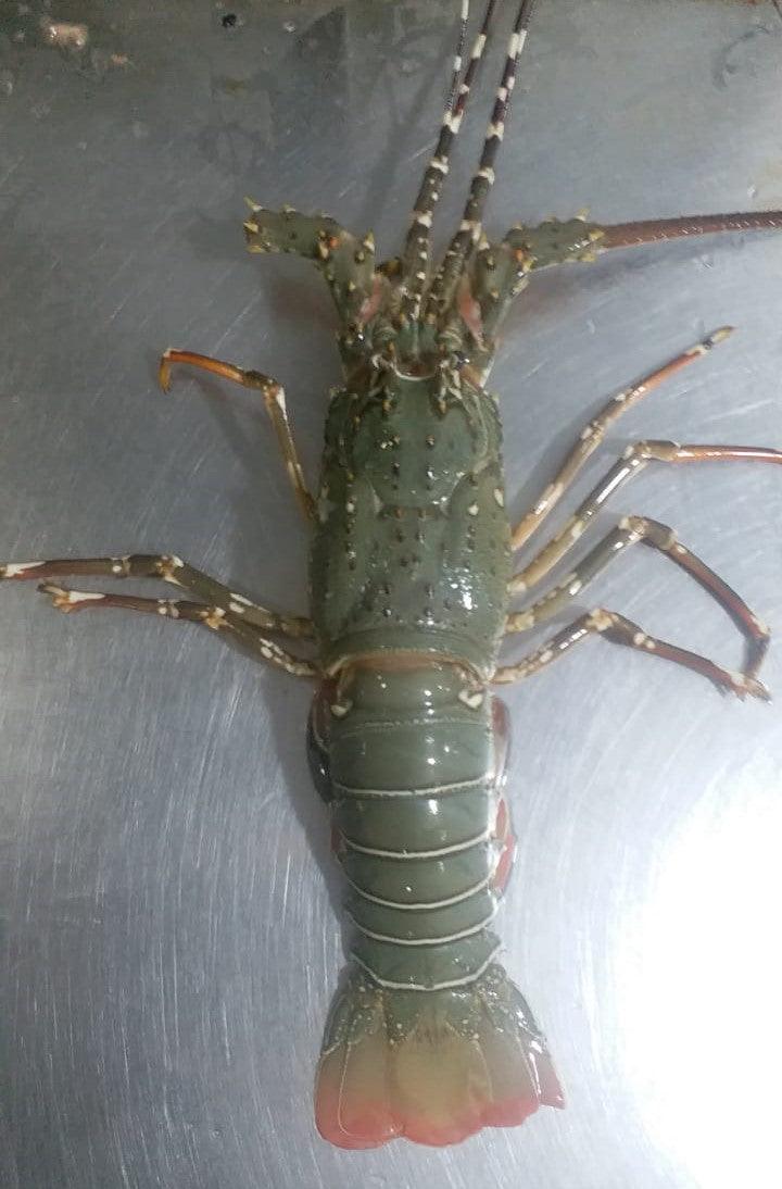 Lobsters Fresh Whole - reddotgreendot