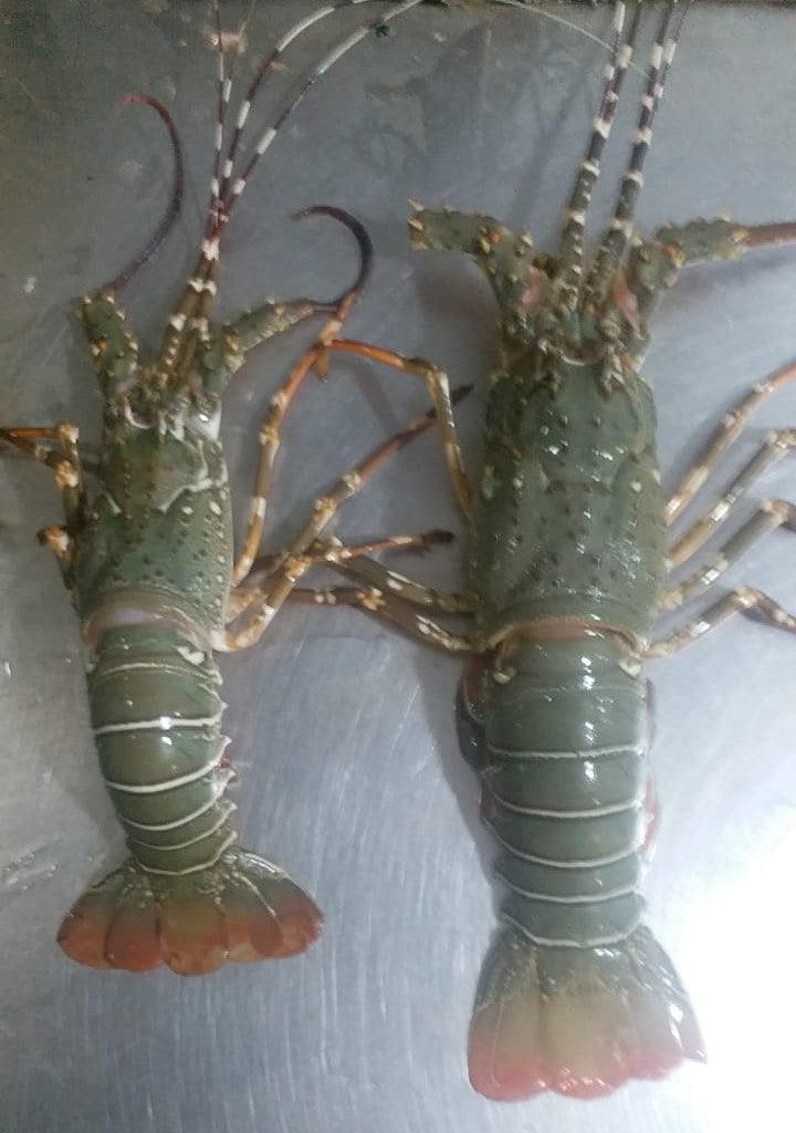 Lobsters Fresh Whole - reddotgreendot