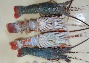 Lobsters Fresh Whole - reddotgreendot