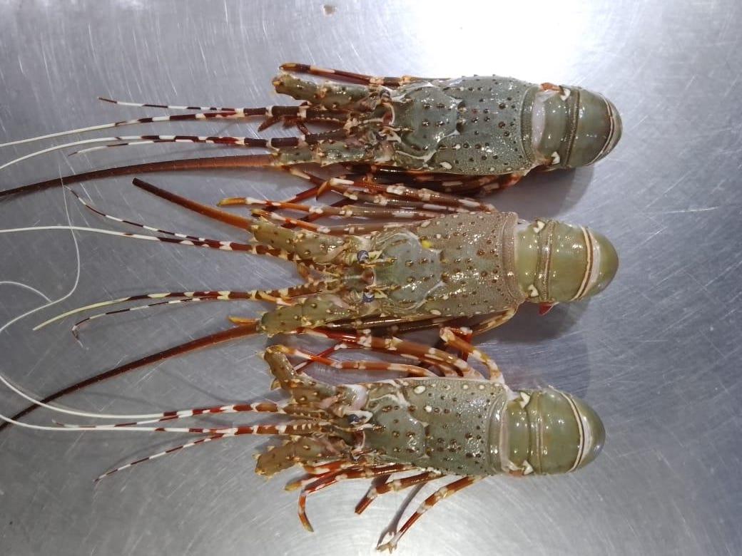 Lobsters Fresh Whole - reddotgreendot