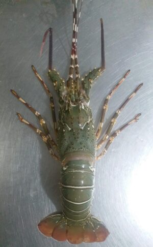 Lobsters Fresh Whole - reddotgreendot