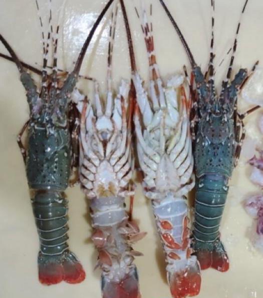 Lobsters Fresh Whole - reddotgreendot