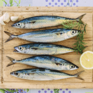 Mackerel Bangda Fresh Whole - reddotgreendot