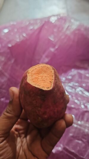 Sweet Orange Potato Imported - Image 2