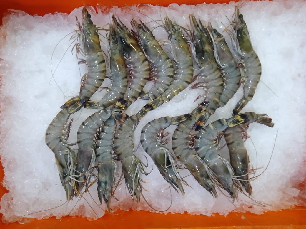 Tiger Prawns - reddotgreendot