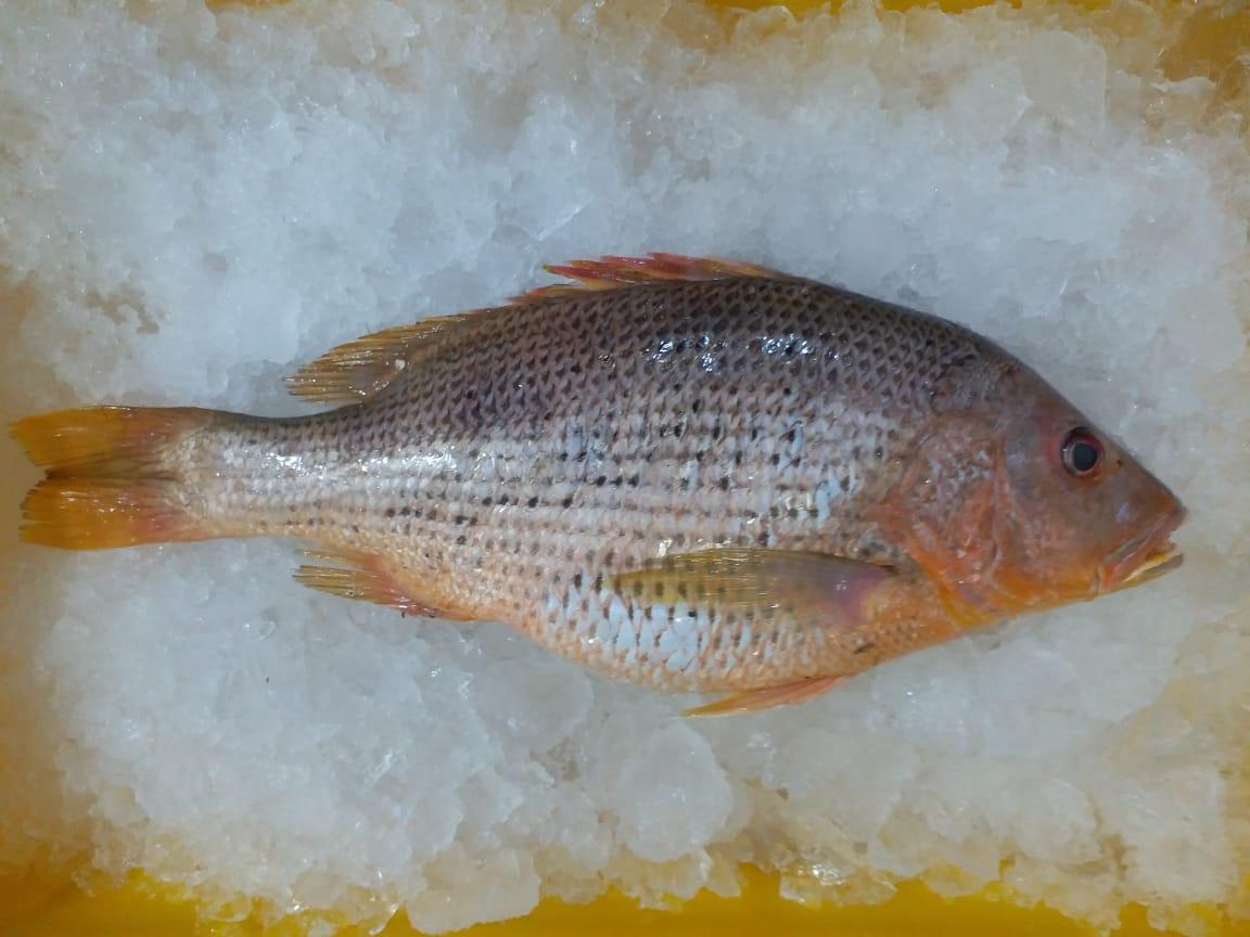 Red Snapper Tambosi Fresh Whole - reddotgreendot