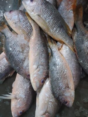 Red Snapper Tambosi Fresh Whole - reddotgreendot