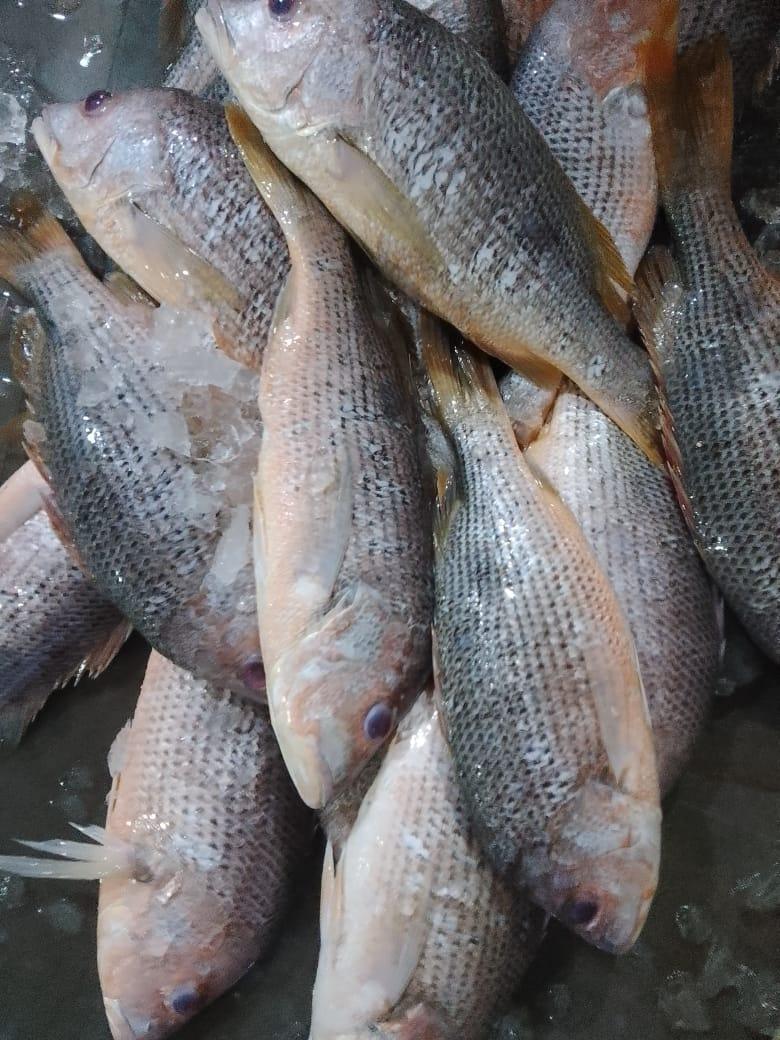 Red Snapper Tambosi Fresh Whole - reddotgreendot