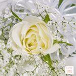 White Roses - reddotgreendot