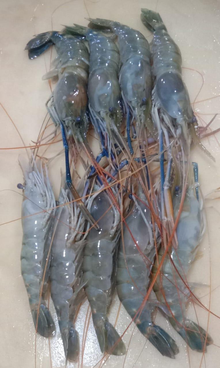 Scampi Large 8-10 pieces/kg Fresh Whole - Rare Catch - reddotgreendot