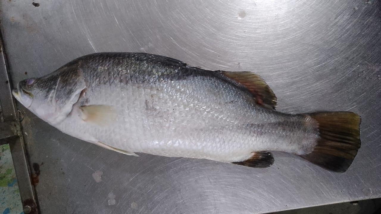 Sea Bass Fresh Whole - reddotgreendot