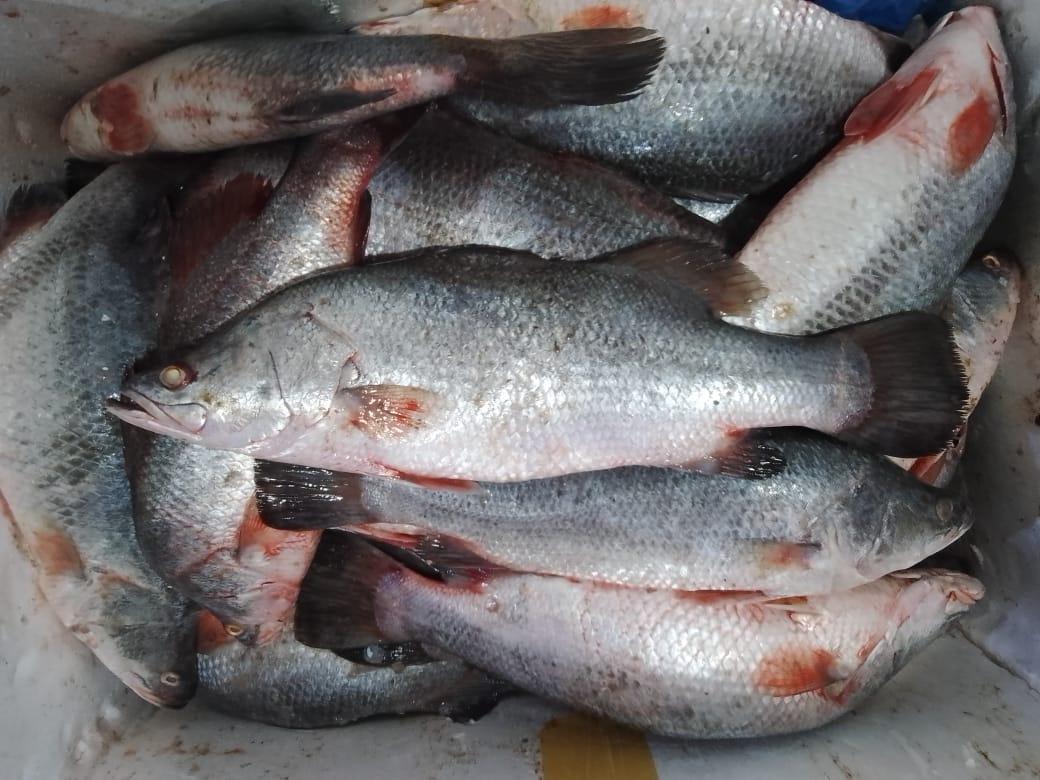 Sea Bass Fresh Whole - reddotgreendot