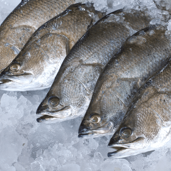 Sea Bass Fresh Whole - reddotgreendot