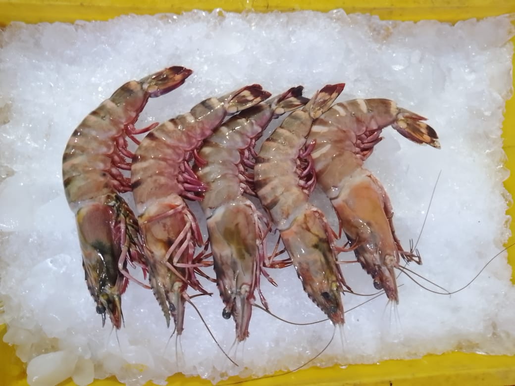 Tiger Prawns - reddotgreendot