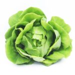 Butterhead Lettuce Hydroponic 150g-200g