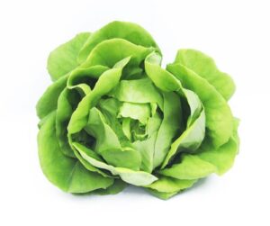 Butterhead Lettuce Hydroponic 150g-200g