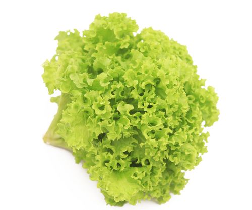 Green Lollo Rosso Lettuce Hydroponic 150g-200g