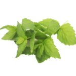 Mint Hydroponic 100g